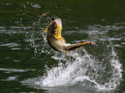 Для анапчан изменились правила ловли рыбы