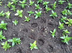 С клумбы в центре Анапы вырвали высаженные цветы