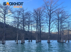 Природа вступила в свои права – анапские кипарисы снова в воде