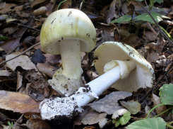 В Анапском районе два человека отравились грибами. Будьте осторожны!