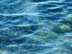 Желейное вторжение: у берегов Черного моря в Анапе массовое скопление медуз