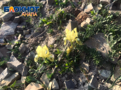 Оживление природы: что цветет в марте в окрестностях Анапы