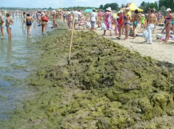 Московские ученые предложат решение проблемы с водорослями у берегов Анапы