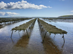 Санкции мидиям не помеха: их производство на Кубани выросло на 24% благодаря предприятиям Анапы и Сочи