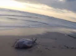 Видео: море унесло еще одну жизнь в Анапе 