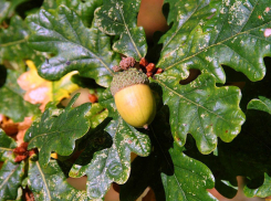 20 октября под Анапой посадят больше 30 тысяч дубов