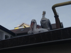 Анапские дети просят братишек и сестричек у аистов, а не у родителей