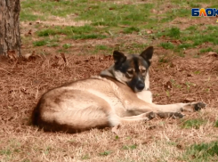  Число укушенных животными анапчан выросло на 16%