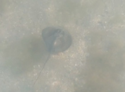  Морская опасность: в анапском море можно наступить на ската