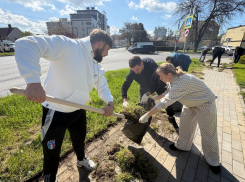 Аллея роз в Анапе стала центром масштабного субботника