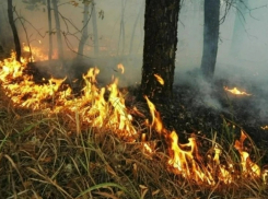 В Анапе продлили запрет на въезд в леса – до 9 августа