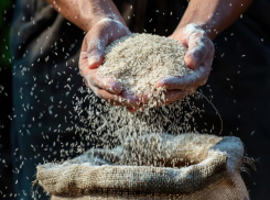 На Кубани стартовала уборка риса на площади 117 тысяч гектаров