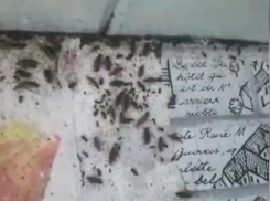 Многодетная семья в Анапе превратила выделенное государством жильё в адский дом