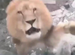 В Геленжике в сафари-парке лев бросился на посетителей, среди которых могли быть анапчане