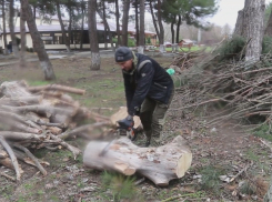 В Анапе на Пионерском проспекте наводят порядок: спиливают сухостой