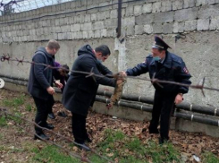 В Анапе кот застрял в колючей проволоке на территории ИВС
