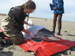 В Анапе гибнут дельфины: чем могут помочь люди?