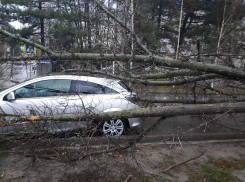 Ураганный ветер в прошедшую ночь валил деревья в Анапе. Снова пострадали машины