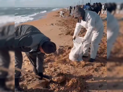 Загрязненный мазутом песок свозят на три полигона – очищено порядка 34 км пляжной территории Анапы