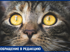  Анапчанка: «Сердце кровью обливается от жалобных криков в соседней квартире...» 