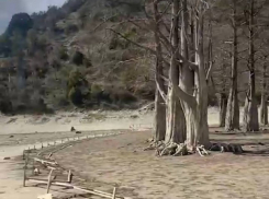  Уровень воды в озере Сукко под Анапой не доходит до кипарисов 