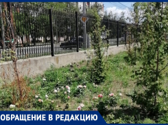 Всё в траве: анапчанка об отсутствии ухода за розами в Ореховой роще