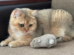 Светлана Баранова: «Персик очень компанейский кот»