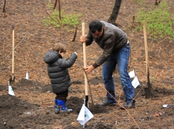 В России идет активная вырубка леса, а в Анапе полным ходом идет масштабное озеленение