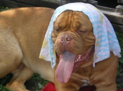 20 июня в Анапе станет ещё жарче