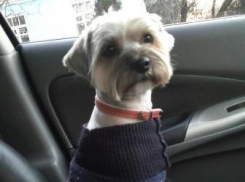 Кто кого ищет в Анапе? И Патрика тоже ищут!