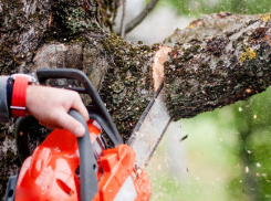 В лесу возле Анапы незаконно вырубили 45 деревьев – ущерб 3,2 млн рублей