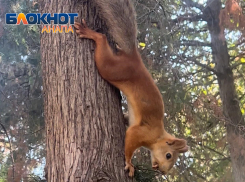 Из-за неправильного кормления в Анапе массово погибают белки