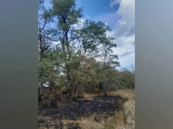 Редкое природное явление уничтожило часть деревьев в заказнике «Красная горка» в Анапе