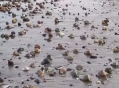 На берег Анапы накануне Крещения выбросило тонны раппанов