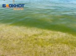 Мэрия Анапы: скопление водорослей в море — нормальное явление
