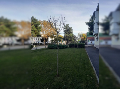 Обновление засохших деревьев обойдется анапчанам в 37 миллионов рублей