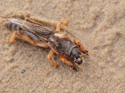 Опасный вредитель или полезный союзник: на анапском пляже заметили медведку