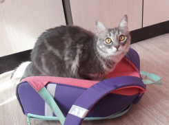 Люция Галимова, участник конкурса: «Никогда не думала, что у меня будет жить кошка»