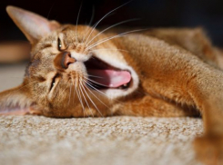 Полезная информация для анапчан: мурчание котов оказывает целительное действие