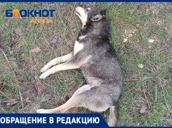 В Анапе снова против закона – кто-то убивает стерилизованных собак в хуторе Курбацком