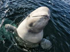 Не пугайтесь, увидев над морем Анапы самолет-амфибию - это ученые считают дельфинов