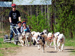 В Анапе могут появиться прогулки по городу-курорту в собачьих упряжках