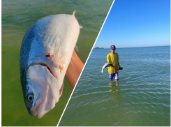 «Оглушил форель и уплыл – я остался с рыбой» – дельфин «подарил» анапчанину свою добычу