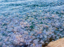 Отдыхающие в Анапе пожаловались на новую напасть – обилие медуз