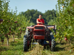 На Кубани – в том числе и в Анапе – работает 157 сельскохозяйственных кооперативов