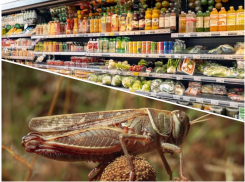 Усики и лапки: в анапских магазинах могут появится продукты из насекомых