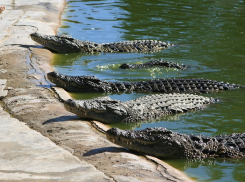 На крокодиловых фермах в Витязево под Анапой и Голубицкой выявлены нарушения