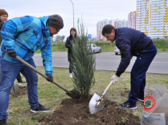 На тендере по озеленению города мэрия Анапы сэкономила более 6,5 млн рублей
