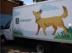 Анапу посетит ветмобиль для стерилизации собак и кошек