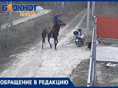 «Гонялся верхом с кнутом и избивал»: в Анапе снова жестоко издеваются над собаками 